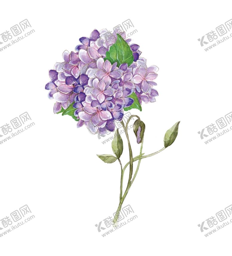 编号：70038210292305004429【酷图网】源文件下载-绣球花