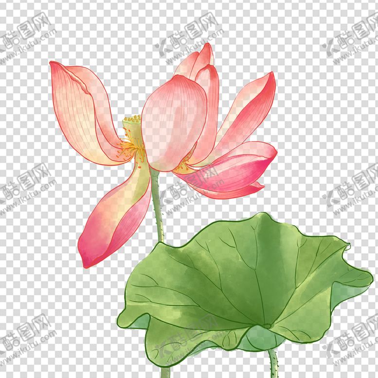 编号：30647510032135344697【酷图网】源文件下载-荷花 莲花 