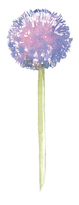 水彩蒲公英插画