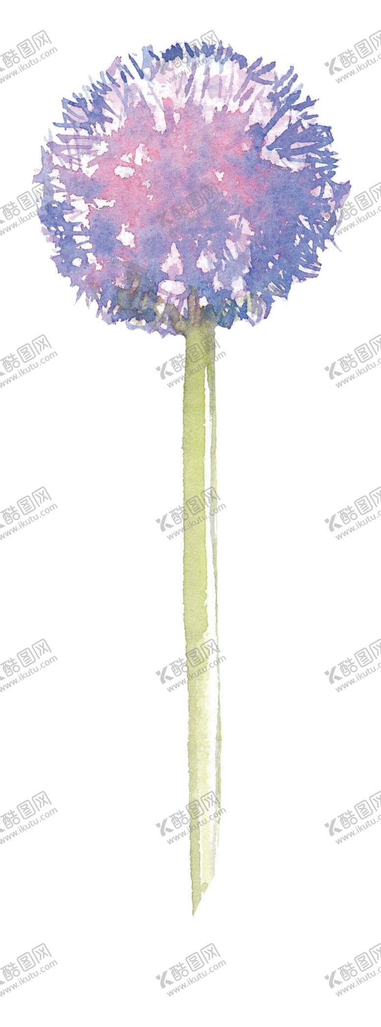 编号：24571310310856331943【酷图网】源文件下载-水彩蒲公英插画