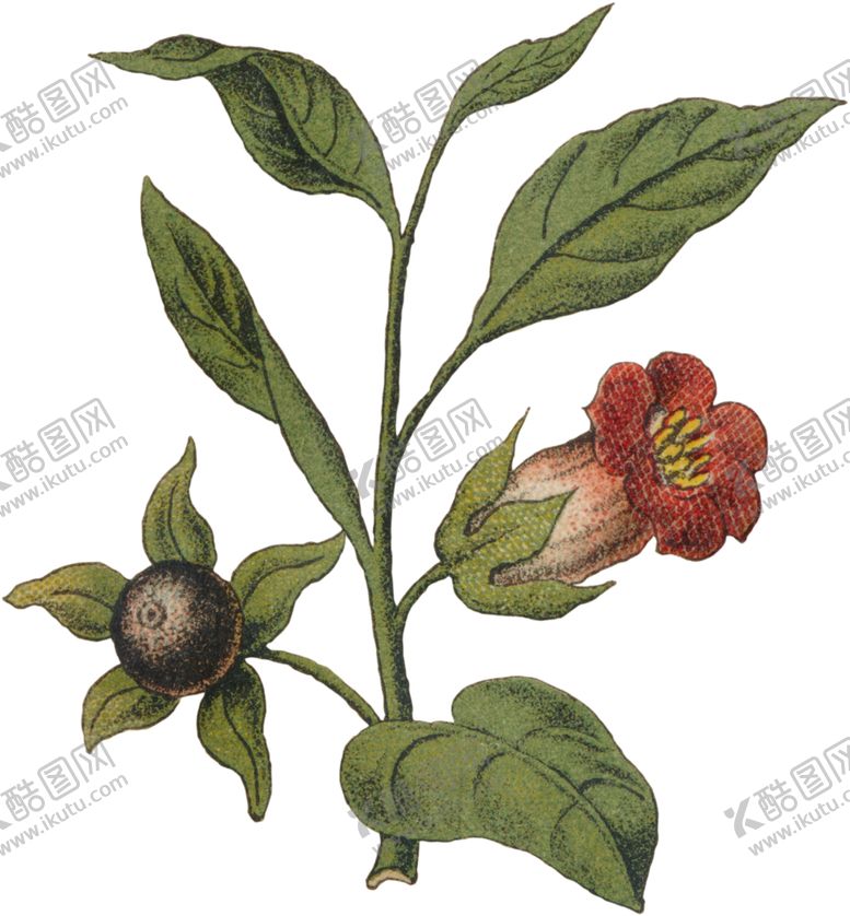 编号：51155009272211214309【酷图网】源文件下载-工笔插画