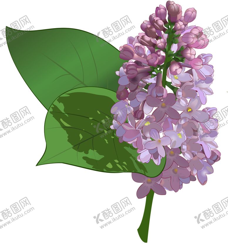 编号：75639110042119262276【酷图网】源文件下载-丁香花
