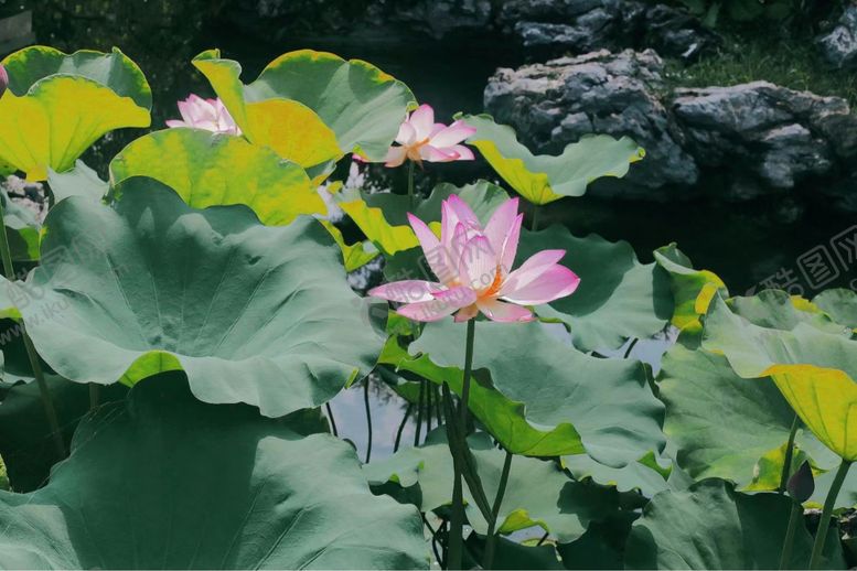 编号：14372811232112008646【酷图网】源文件下载-荷花