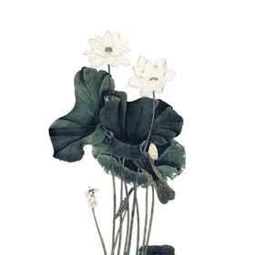 荷花元素