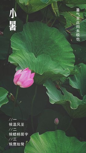 小暑荷叶绿色节气荷花