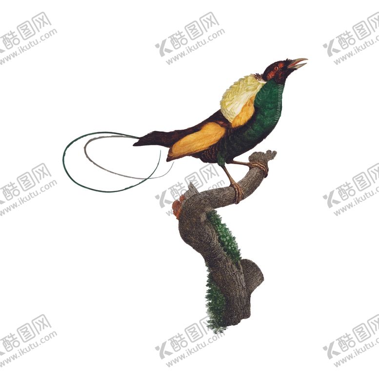 编号：53087610210609579862【酷图网】源文件下载-手绘鸟类插图