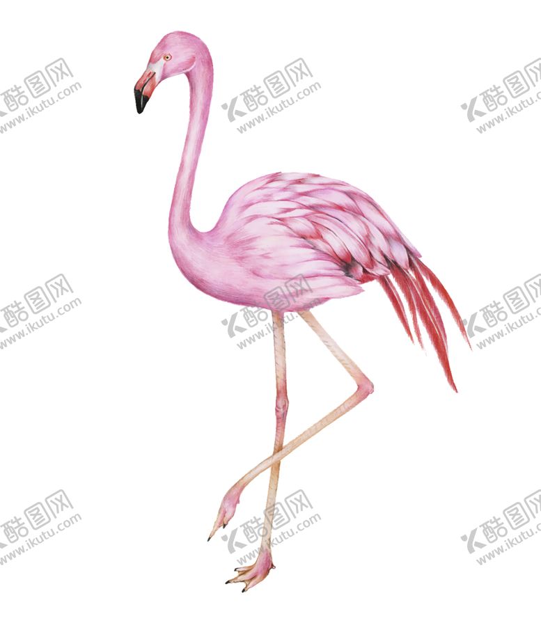 编号：13881507061944175052【酷图网】源文件下载-火烈鸟