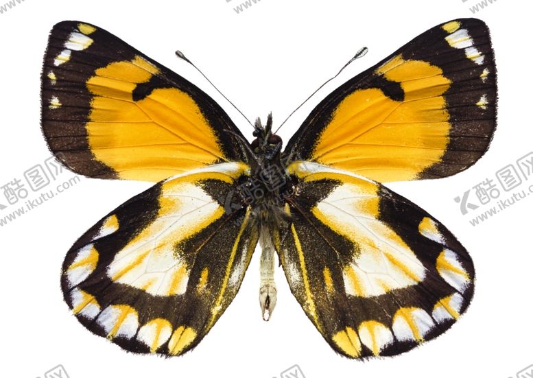 编号：80842409221448466882【酷图网】源文件下载-昆虫蝴蝶花纹图案