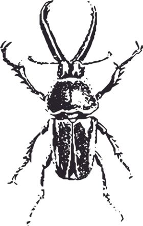 自然昆虫标本插画