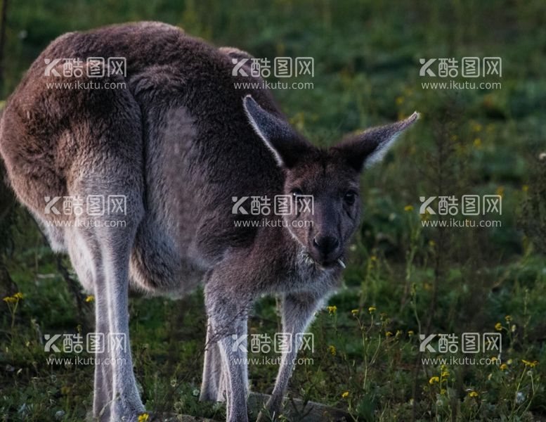 编号：53502302041700454786【酷图网】源文件下载-袋鼠