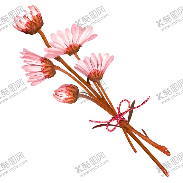 编号：63021011010825198108【酷图网】源文件下载-鲜花素材