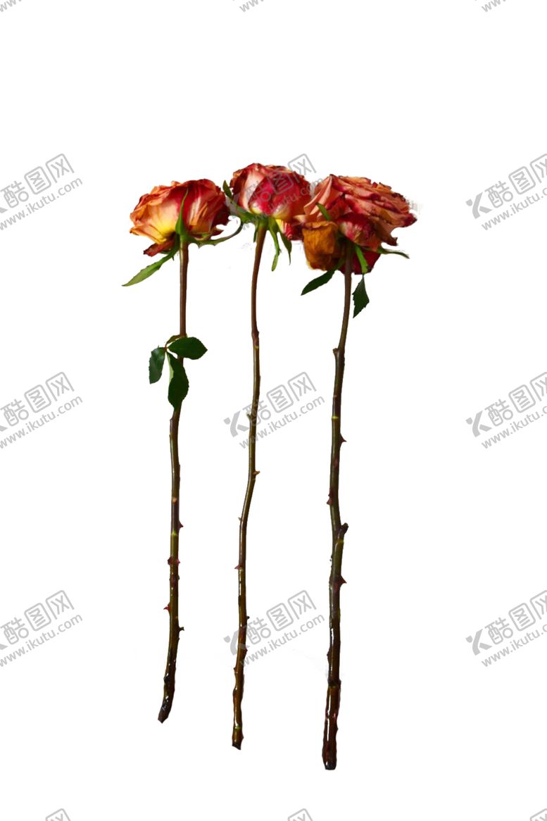编号：87645209261304195709【酷图网】源文件下载-玫瑰花干花红花瓣植物绿叶茎干