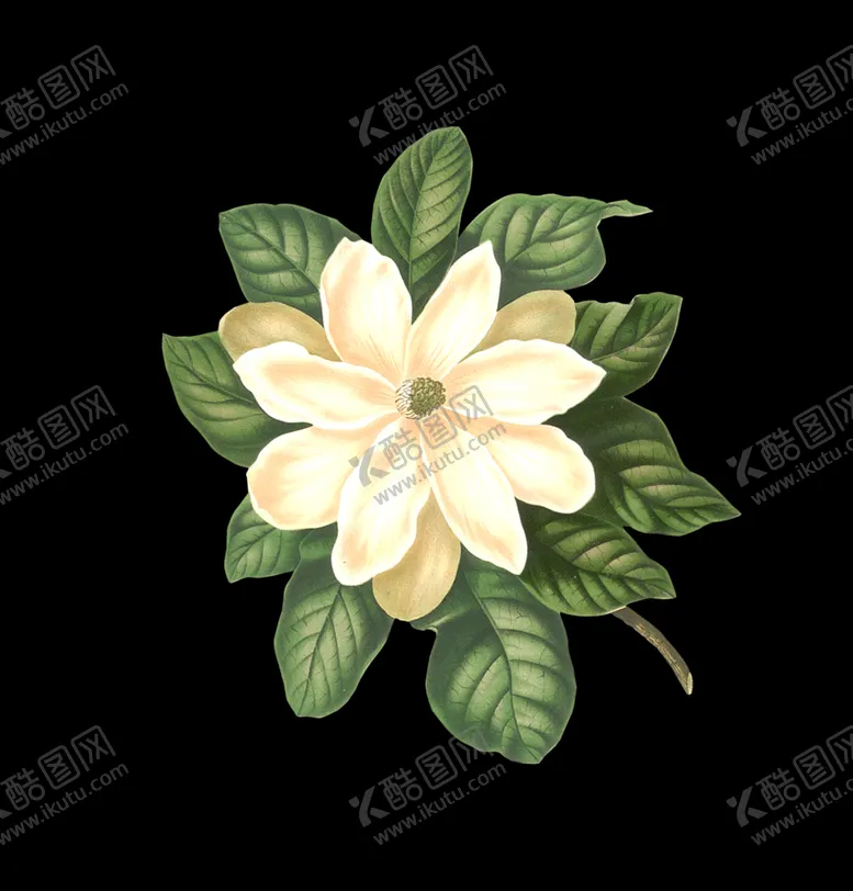 编号：52465501301435232924【酷图网】源文件下载-茶花