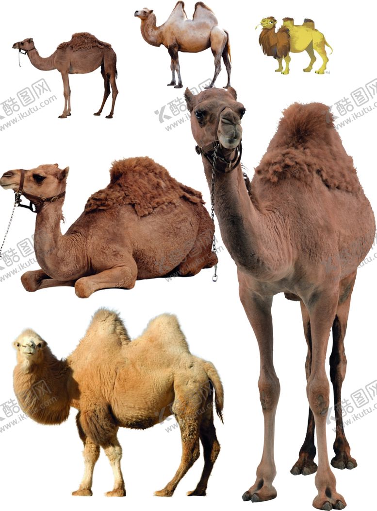 编号：16468609200752551745【酷图网】源文件下载-骆驼