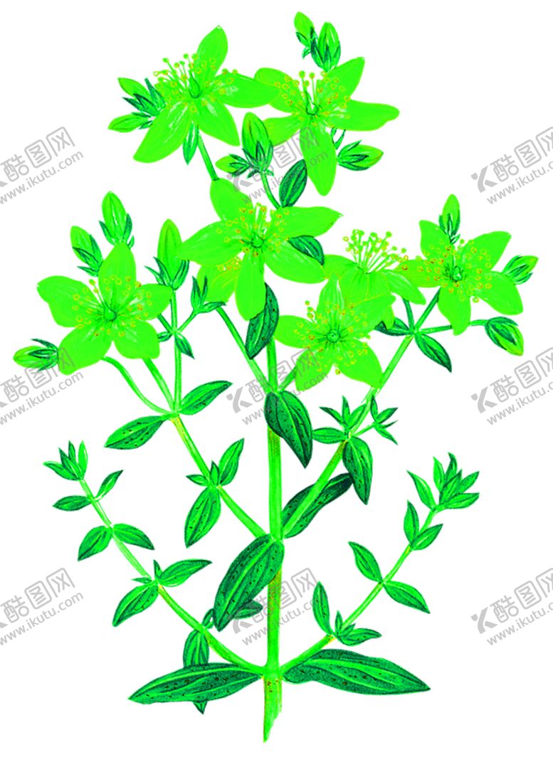 编号：81842907050040166664【酷图网】源文件下载-花素材