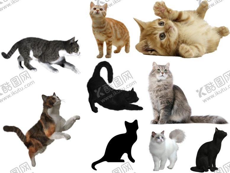 编号：44715710051651183557【酷图网】源文件下载-猫png免扣高清素材