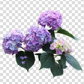 花粉色线条朵