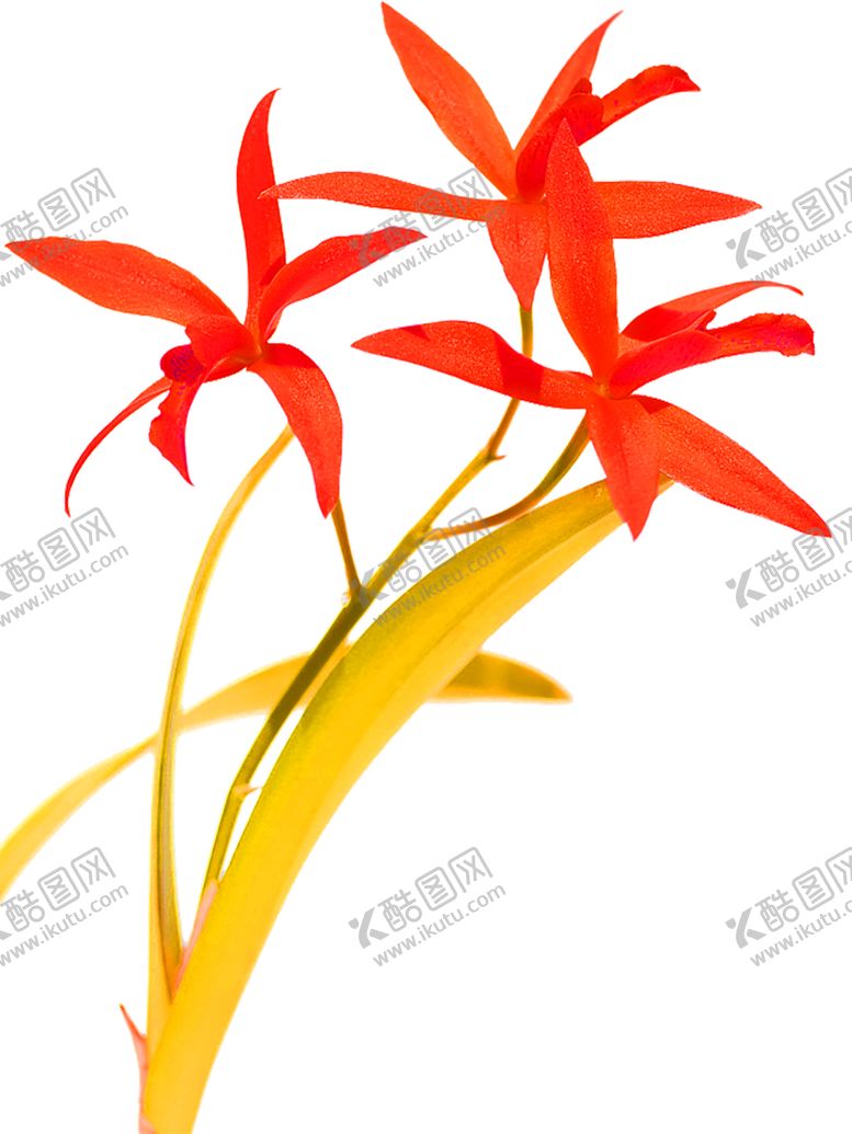 编号：95920905191037107395【酷图网】源文件下载-花素材