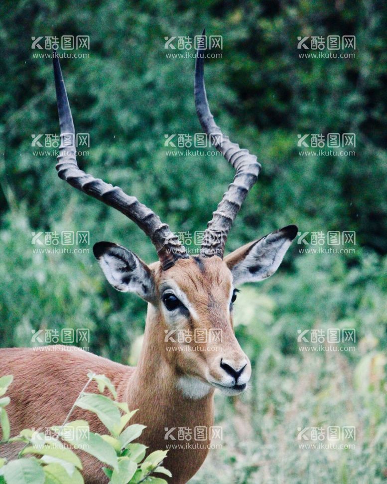 编号：23751712200054118111【酷图网】源文件下载-羚羊