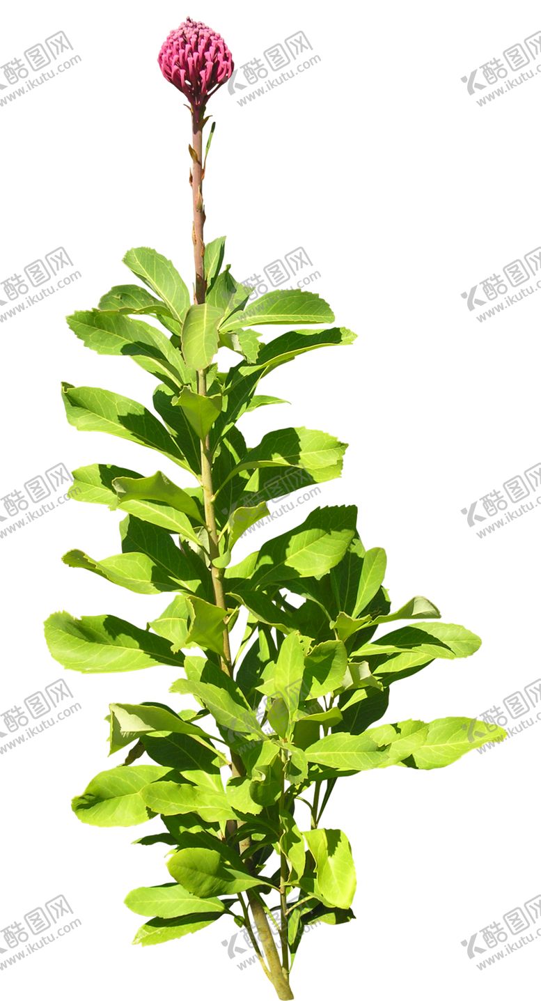 编号：58967709281829129689【酷图网】源文件下载-免扣花卉