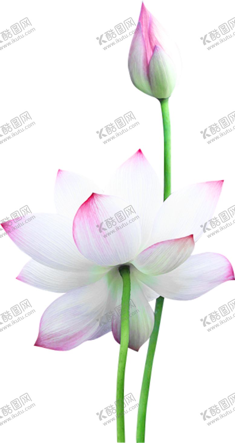 编号：67899305100341476783【酷图网】源文件下载-荷花元素