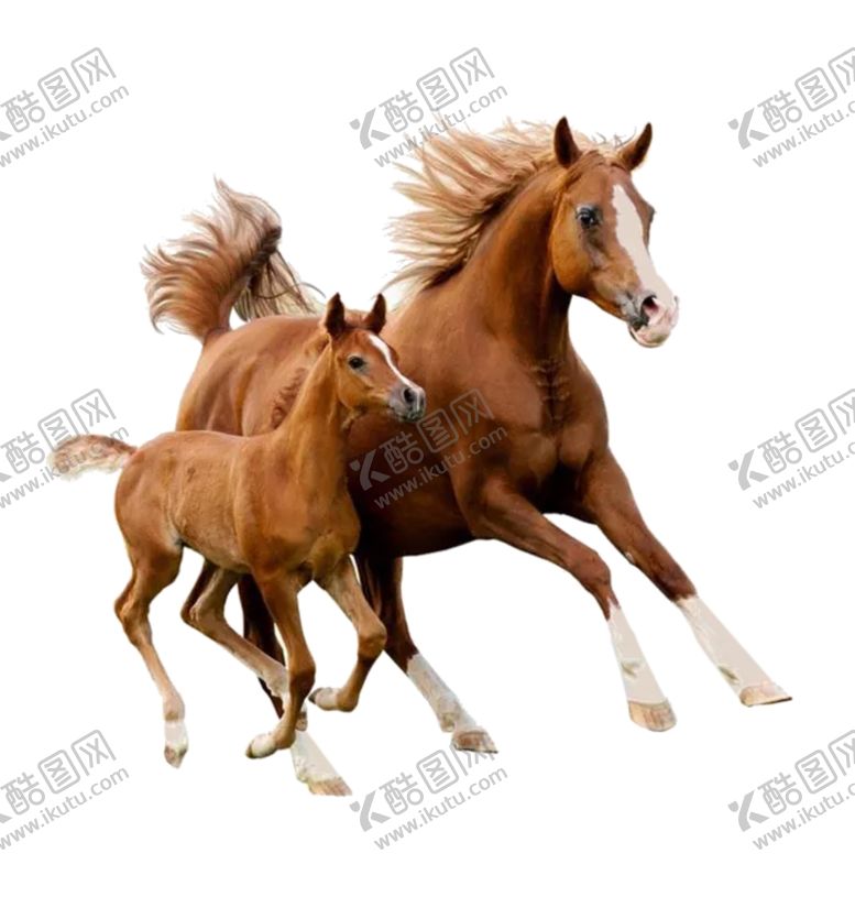 编号：16195010130536378122【酷图网】源文件下载-奔马
