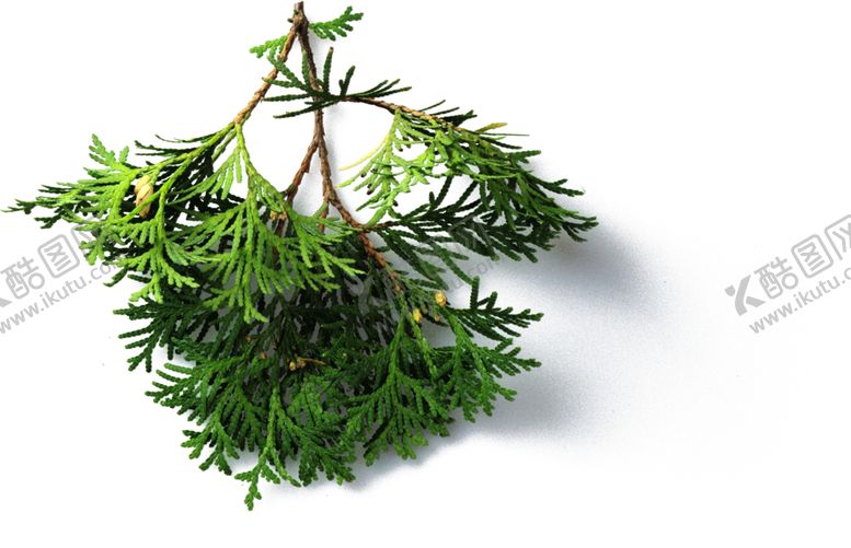 编号：58324409291339446107【酷图网】源文件下载-香柏