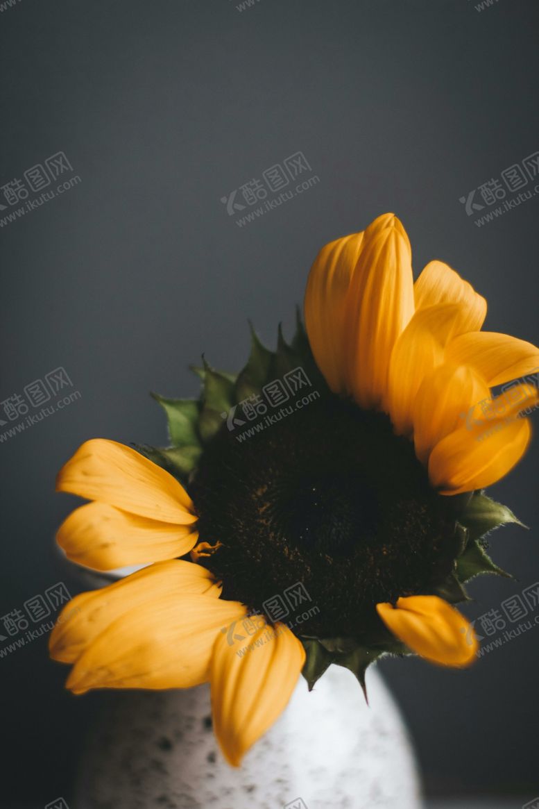 编号：88129012142339558644【酷图网】源文件下载-菊花