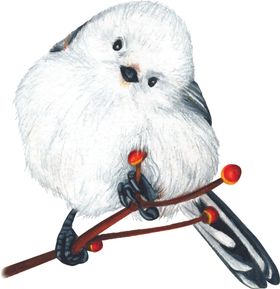 小鸟