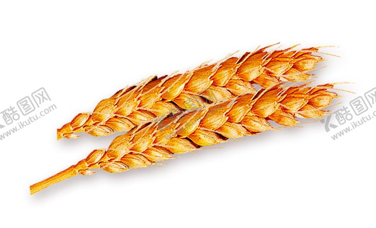 编号：51455810120834381025【酷图网】源文件下载-麦穗
