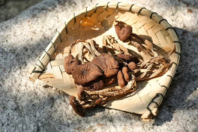 编号：34670404300932209246【酷图网】源文件下载-茶树菇