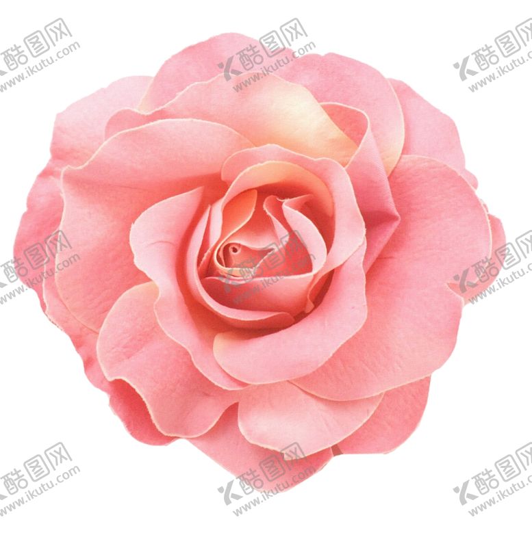 编号：58463405061001596935【酷图网】源文件下载-粉玫瑰