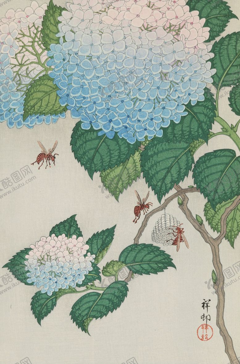 编号：45809110062004403711【酷图网】源文件下载-绣球花