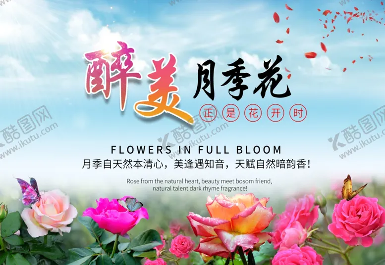 编号：36754105060042433063【酷图网】源文件下载-醉美月季花