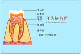 牙齿剖面医疗插画假牙牙科广告