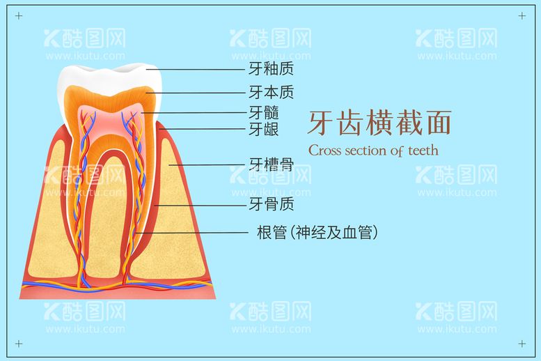 编号：45201309141947104905【酷图网】源文件下载-牙齿剖面医疗插画假牙牙科广告