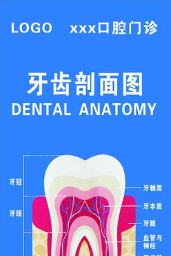 牙科海报保护牙齿牙齿结构图