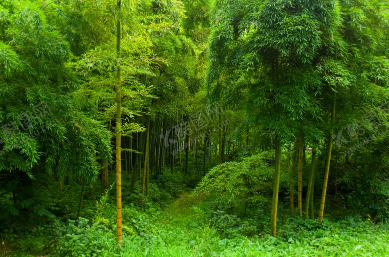 编号：29282010311708345456【酷图网】源文件下载-竹子