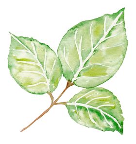 手绘植物