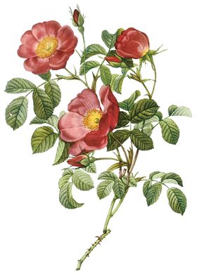植物花卉油画装饰画