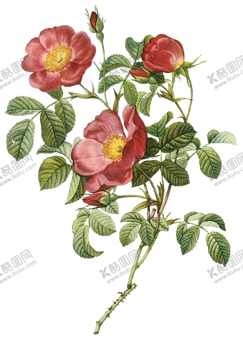 编号：93216807032245513782【酷图网】源文件下载-植物花卉油画装饰画