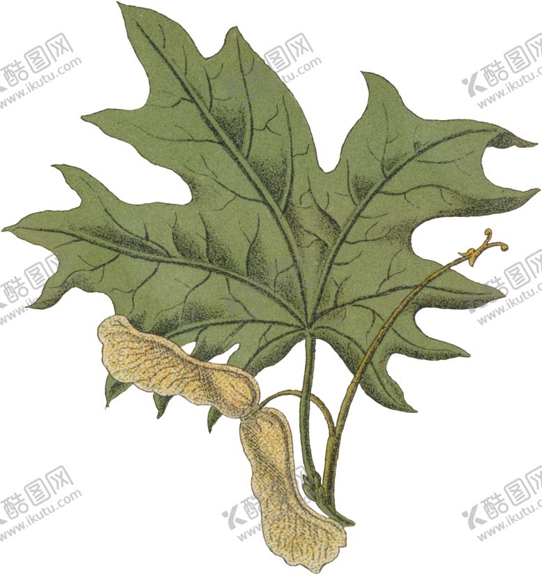 编号：62198609240601496011【酷图网】源文件下载-水彩插画