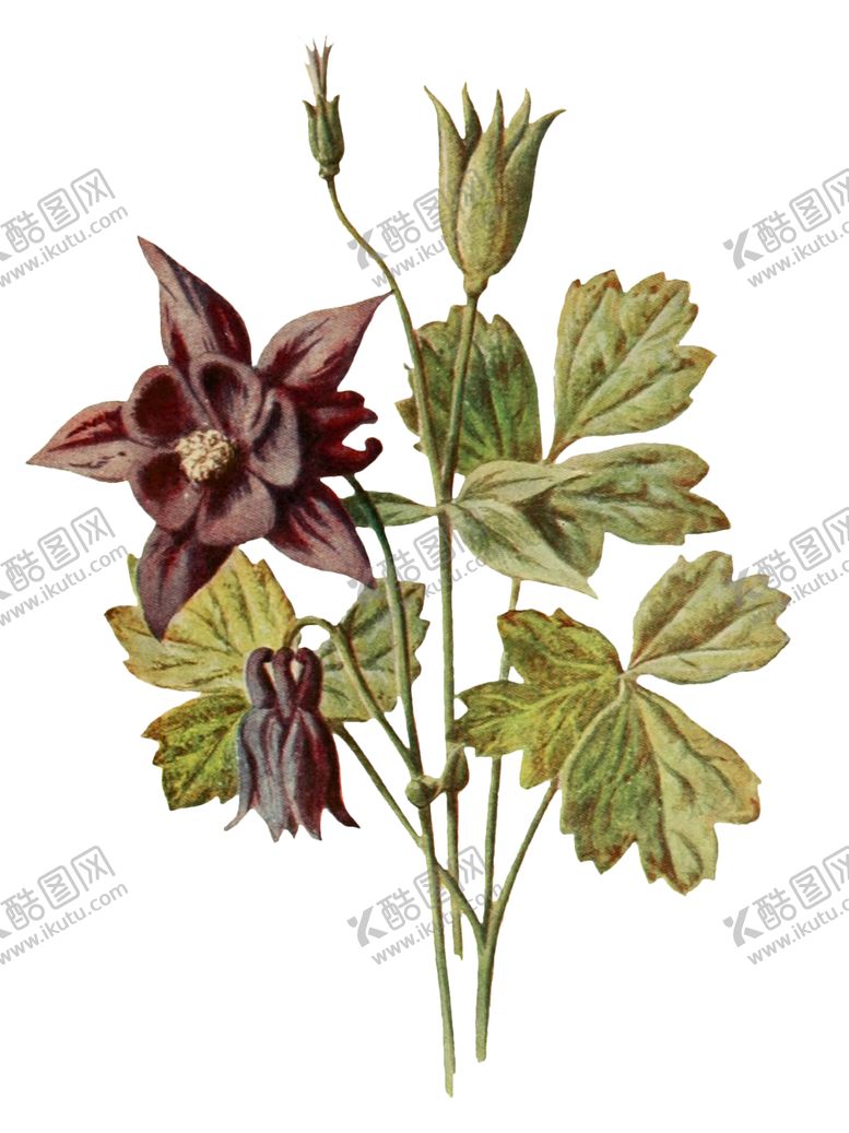 编号：63647307141240057896【酷图网】源文件下载-复古花朵植物图案