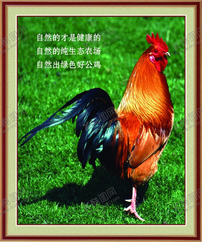 编号：22342110200314147774【酷图网】源文件下载-公鸡