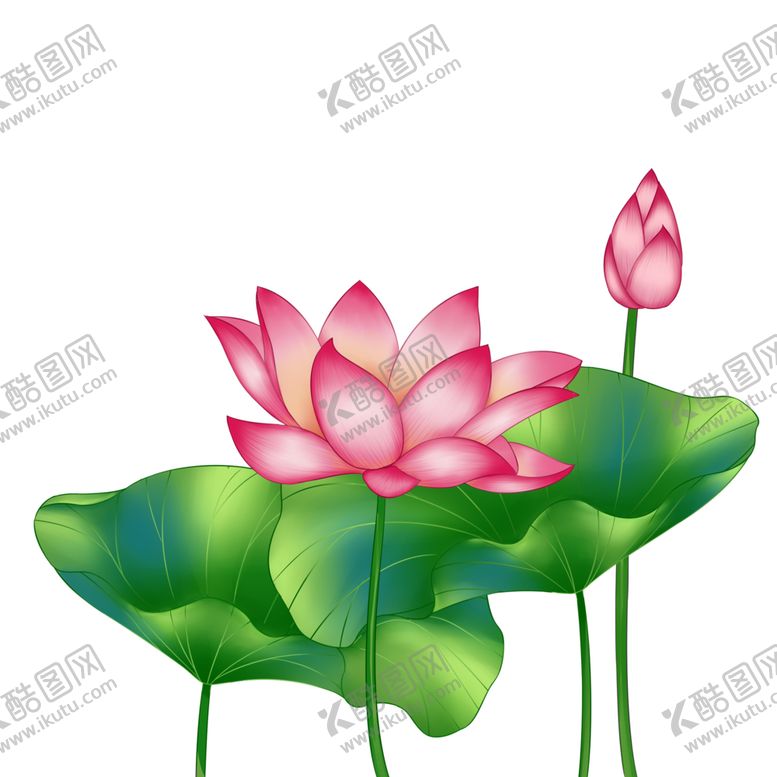 编号：12659106151237242890【酷图网】源文件下载-荷花元素
