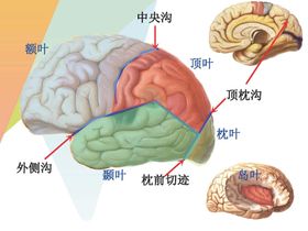 180×100cm耳鼻喉解剖图