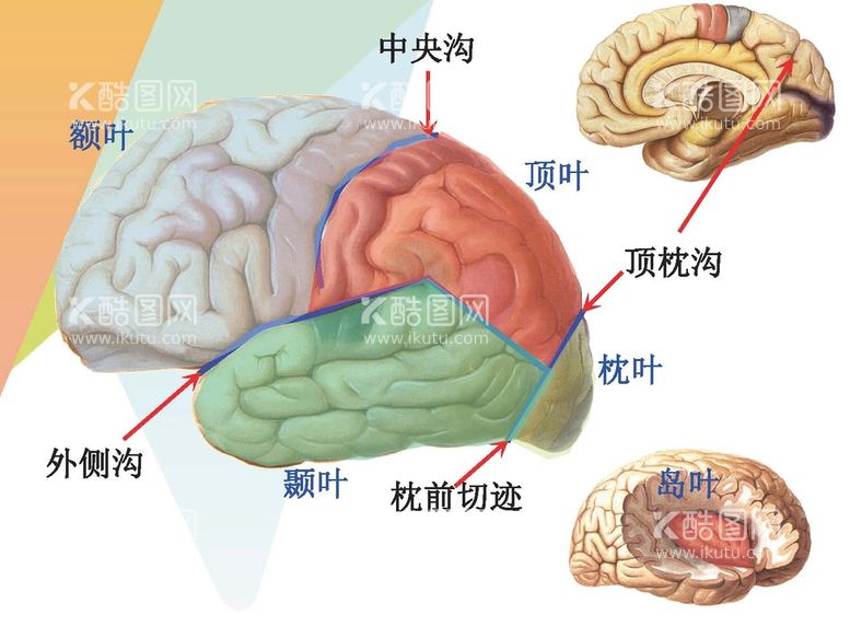 编号：65800711241949295995【酷图网】源文件下载-大脑解剖图