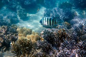 珊瑚摄影海洋生物生物世界
