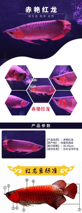 红龙鱼水族观赏鱼网页详情页