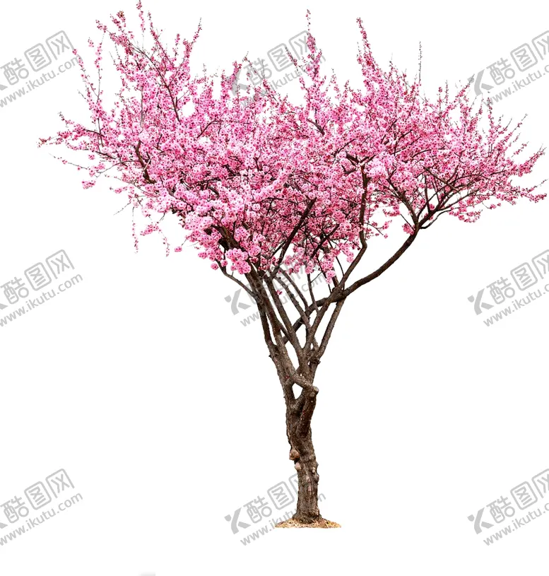 编号：74370501131430178562【酷图网】源文件下载-桃花